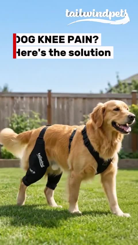 Dog Brace — UGC